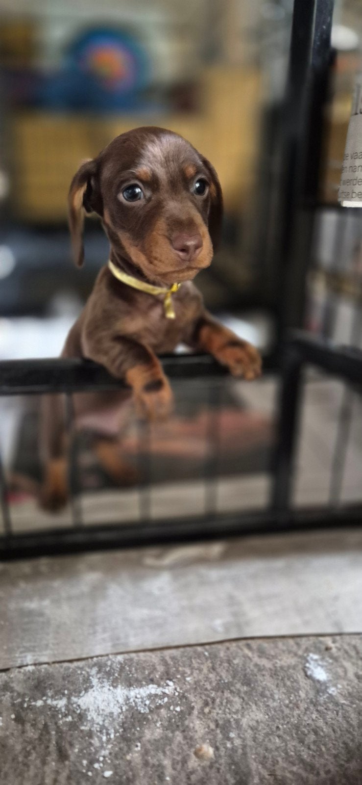 PER DIRECT choco tan pup reutje dwergteckel, Parvo, 8 tot 15 weken, Eén hond, Nederland