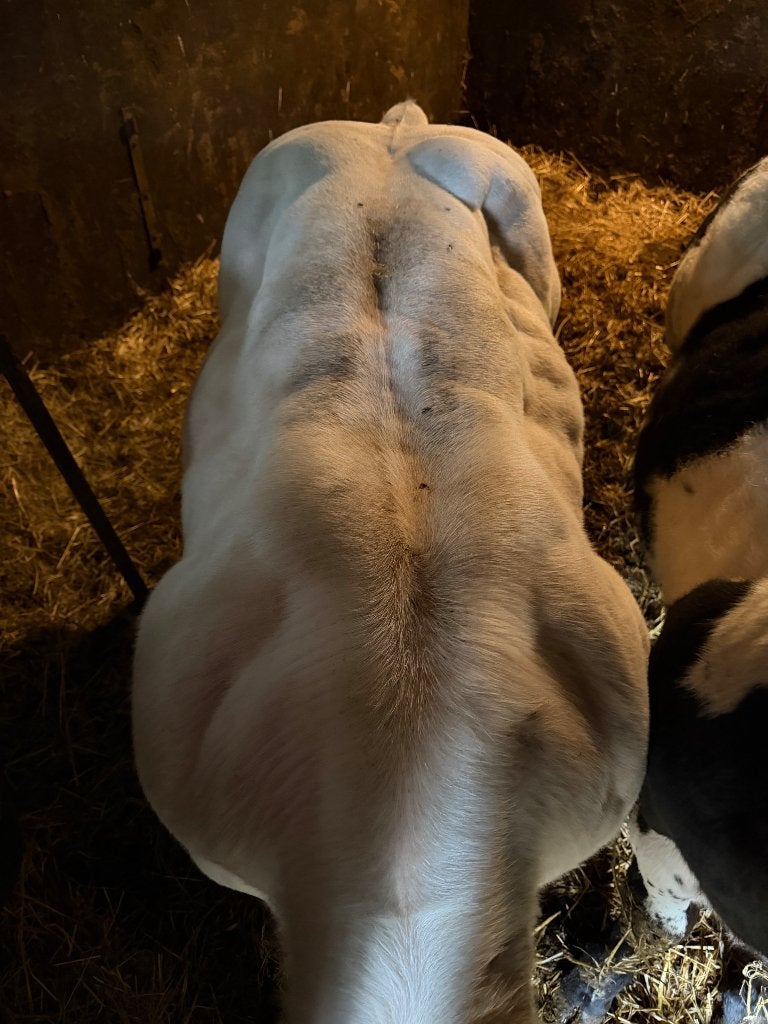 Belgisch Wit-Blauwe Dekstier, Mannelijk, 0 tot 2 jaar