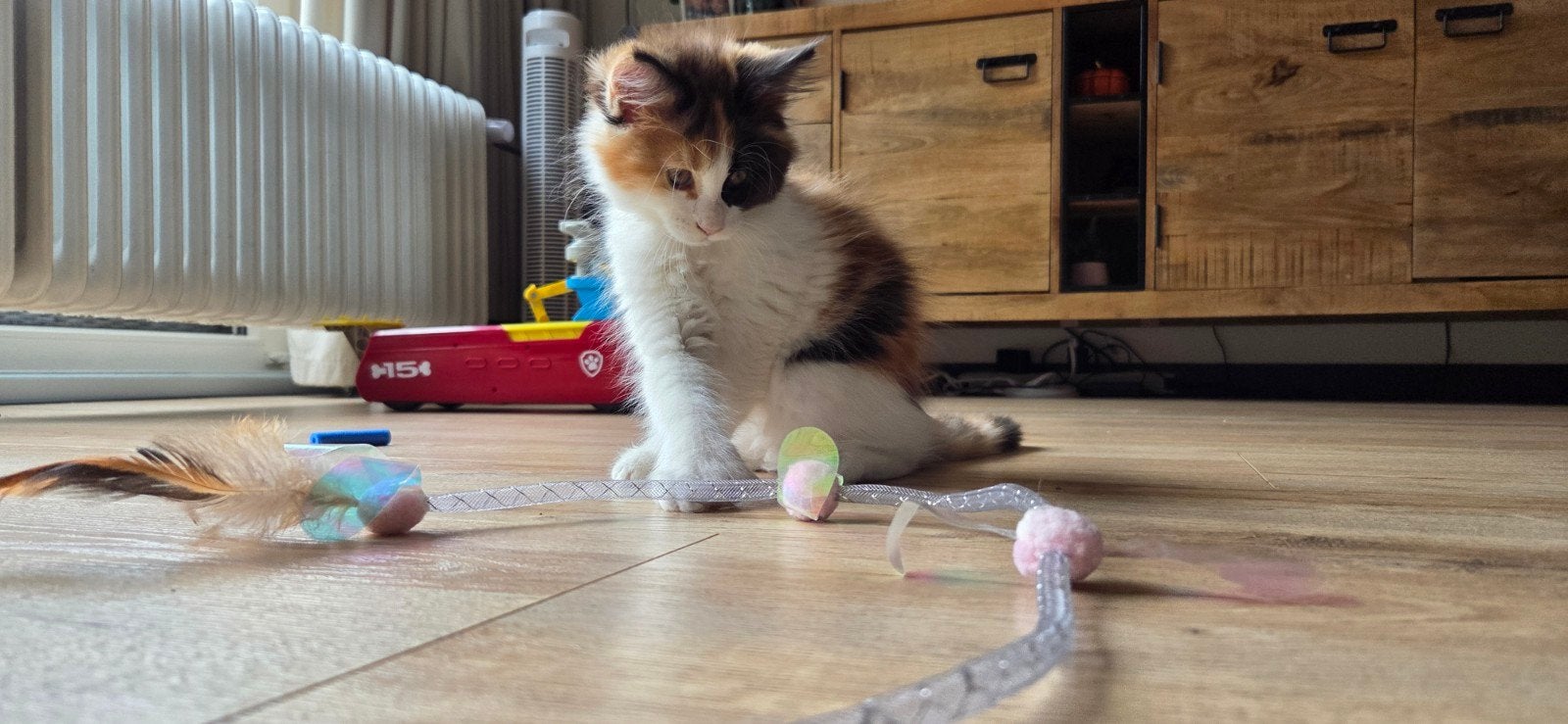 🐾 Super lieve Black Tortie & White Maine Coon poes😻, Poes, Ontwormd, 0 tot 2 jaar