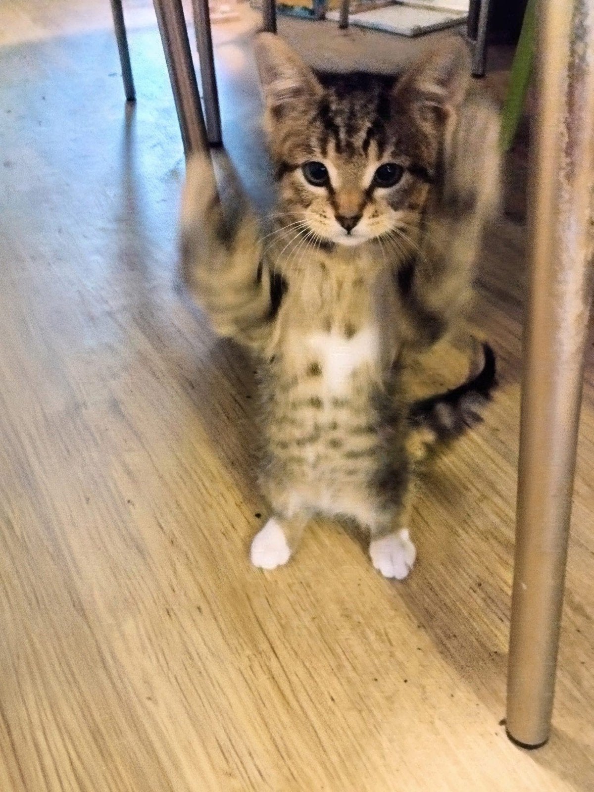 2 Kittens te koop!