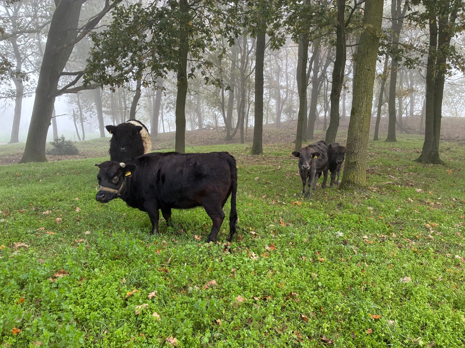 Prachtig Dahomey koetje en mini rund  koe stiertjes, Mannelijk, 0 tot 2 jaar