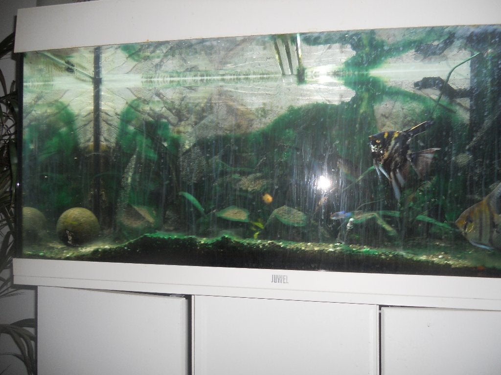 5 gourami    TE KOOP    ( 2 maanvissen verkocht 19juni ), Overige typen, Zoetwatervis