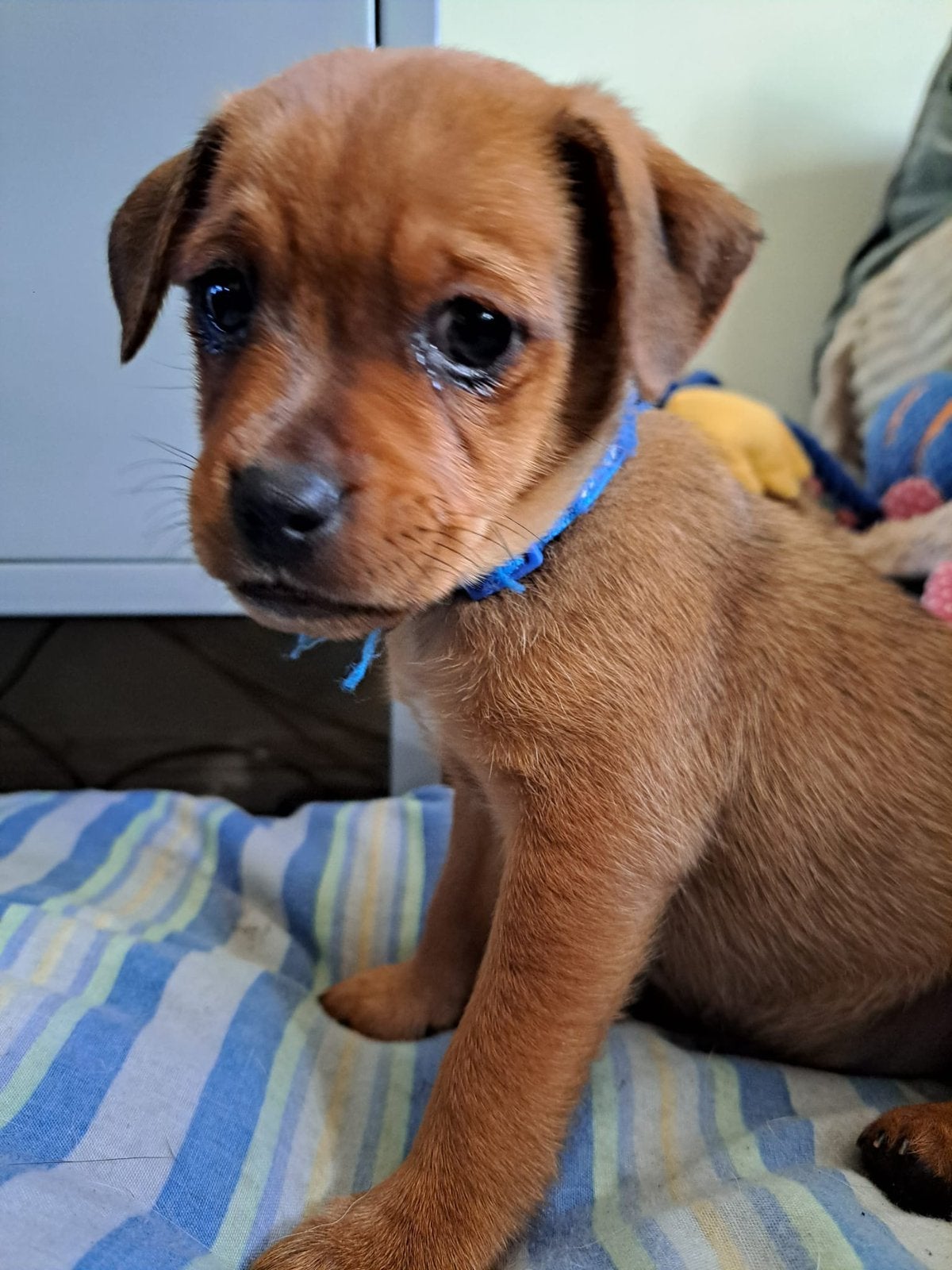 Mopshondje/ jackrussel puppy, Reu, 8 tot 15 weken, Eén hond, Klein