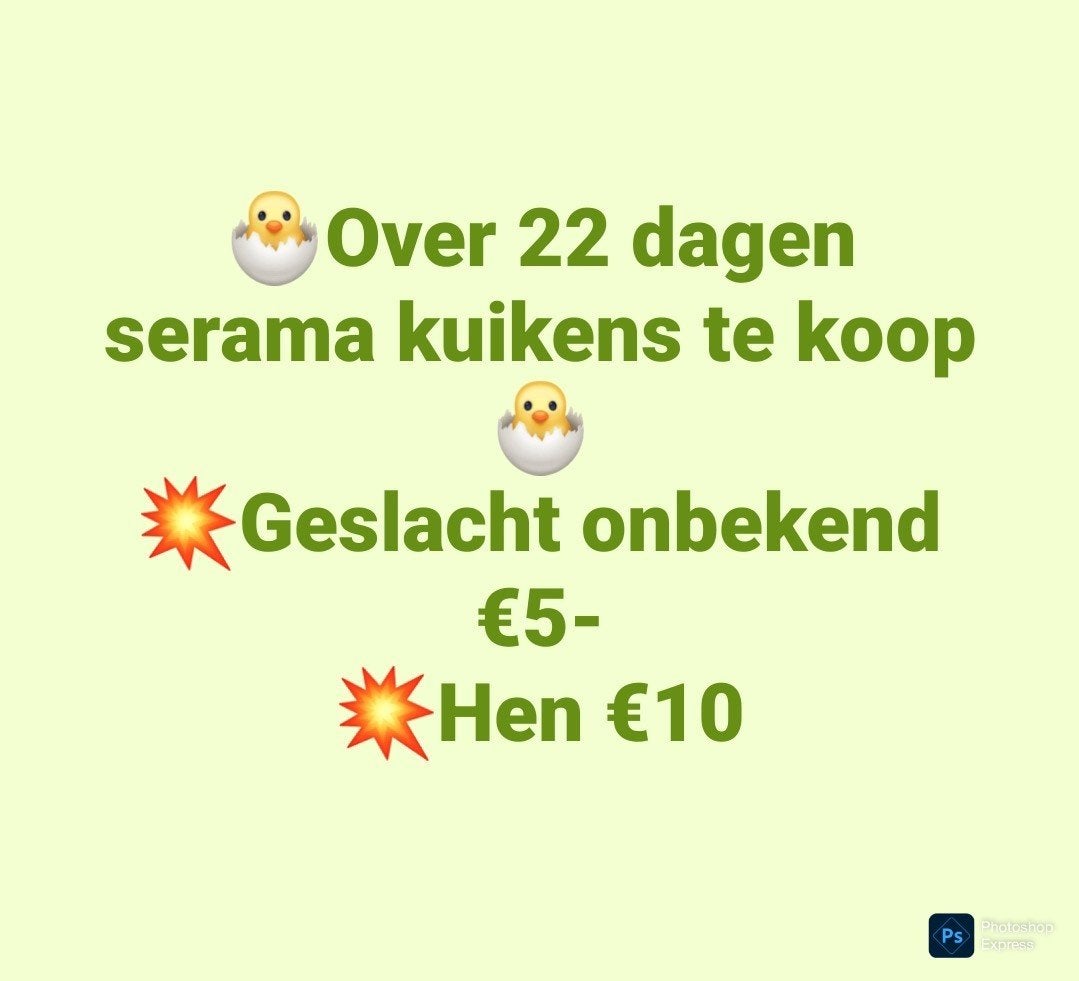 kuikens, Dieren en Toebehoren, Pluimvee, Meerdere dieren, Kip