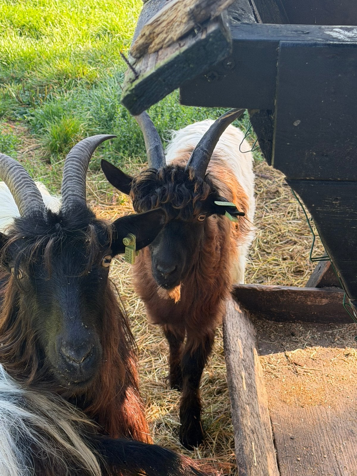 2 jonge Wallische(geiten) bokjes  te koop, Mannelijk, Geit