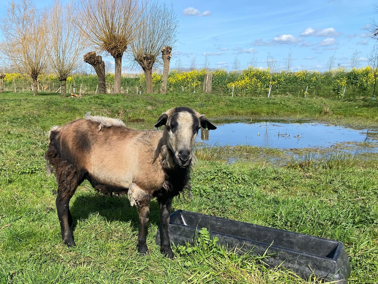 Maasduinenschaap ram, Dieren en Toebehoren, Schapen, Geiten en Varkens, Mannelijk, Schaap