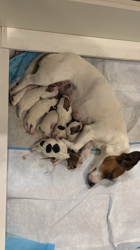 Geboren op 6 october 6 mooie Jack Russel pups, Jack Russell Terriër, 8 tot 15 weken, Meerdere, Meerdere dieren
