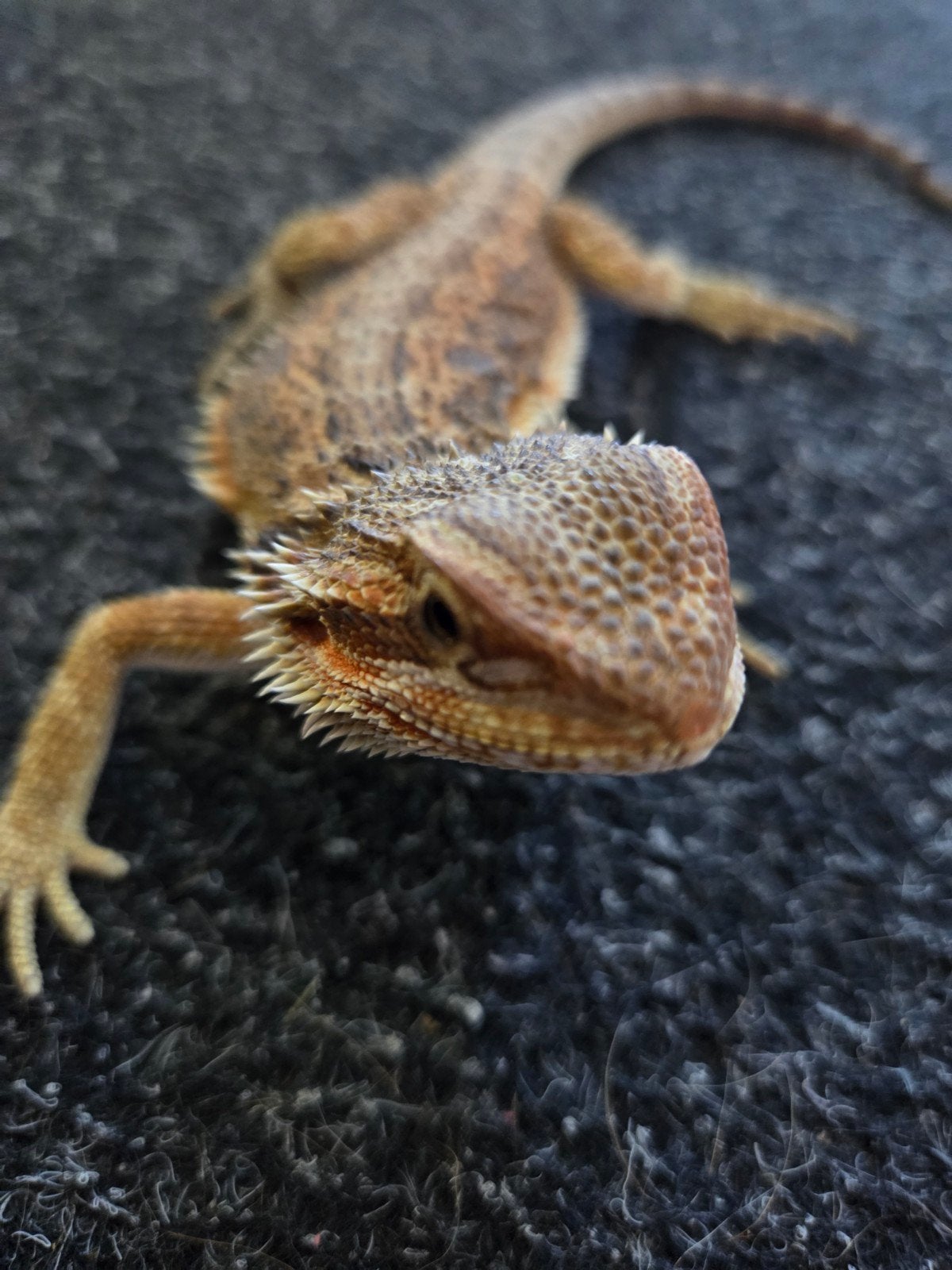Baardagamen van 8-5-2026, Dieren en Toebehoren, Reptielen en Amfibieën, Tam, 0 tot 2 jaar