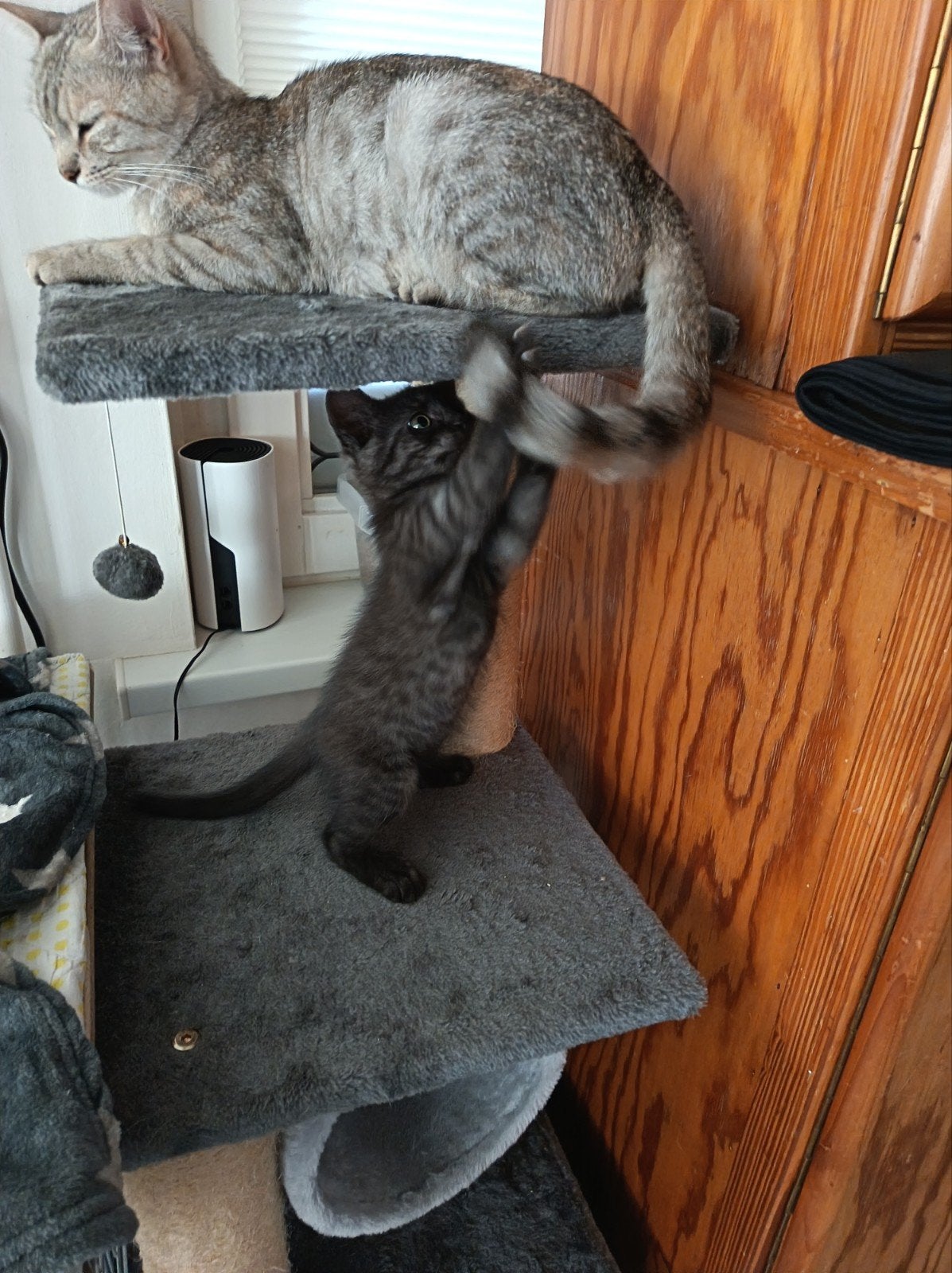 bengaal mix kittens, Dieren en Toebehoren, Katten en Kittens | Overige Katten, Meerdere dieren, 0 tot 2 jaar