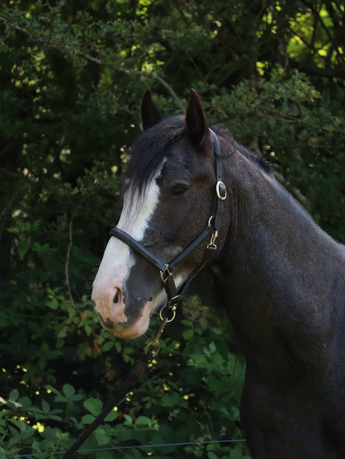 Mooie grote Tinker hengst te koop, Dieren en Toebehoren, Pony's, Hengst, D pony (1.37m tot 1.48m), Recreatiepony, 3 tot 6 jaar