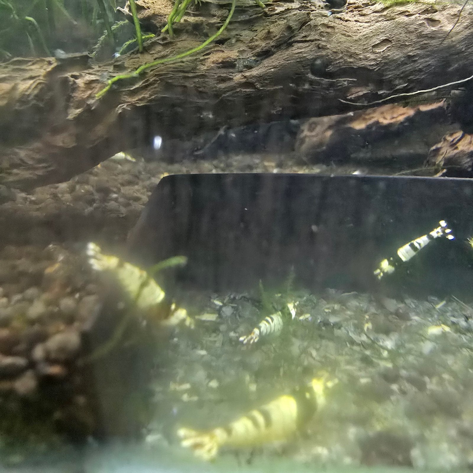 Crystal Red/Black, Kreeft, Krab of Garnaal, Zoetwatervis, Schoolvis