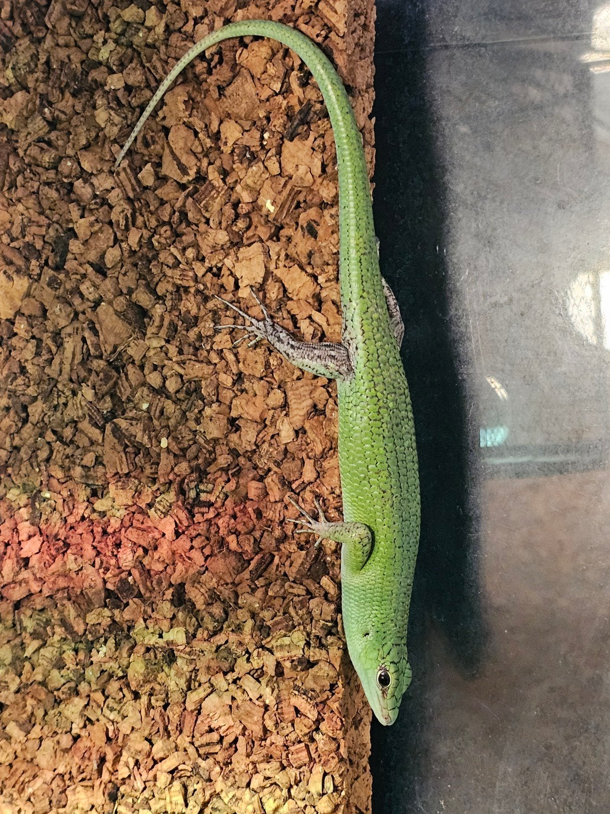 Smaragdskink (Lamprolepis smaragdina), Slang, 0 tot 2 jaar