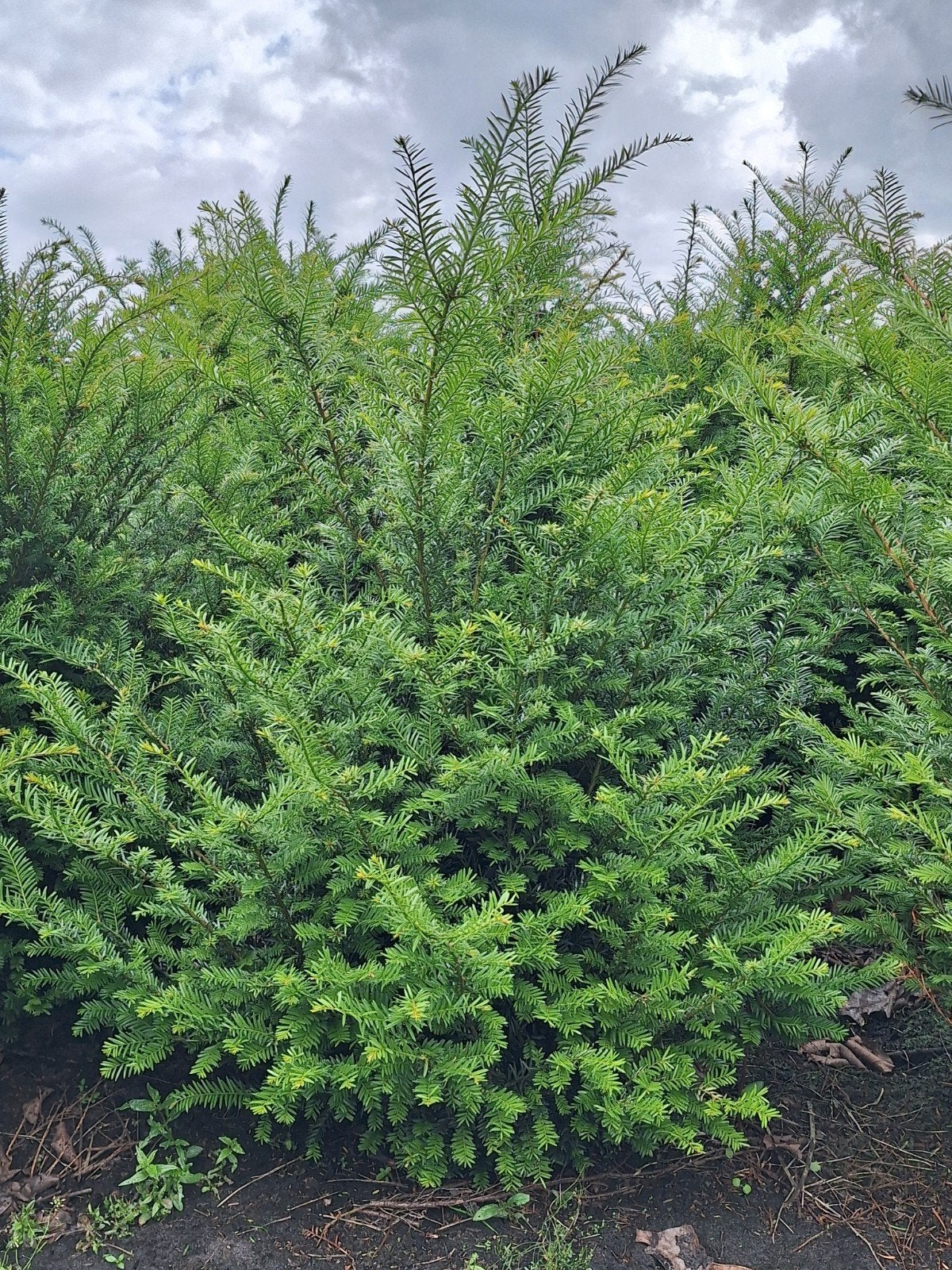 Taxus baccata taxushaag 140 - 160 cm, Ophalen, Taxus, Haag, 100 tot 250 cm