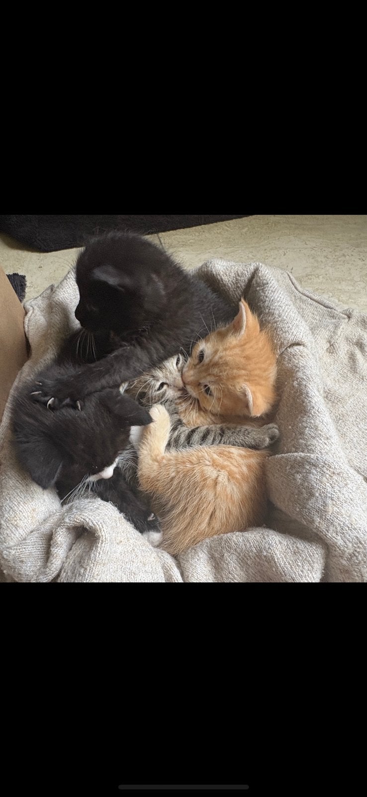 2 Kittens zoeken een warm  thuis! Jongen en meisje, Meerdere dieren, Ontwormd, 0 tot 2 jaar
