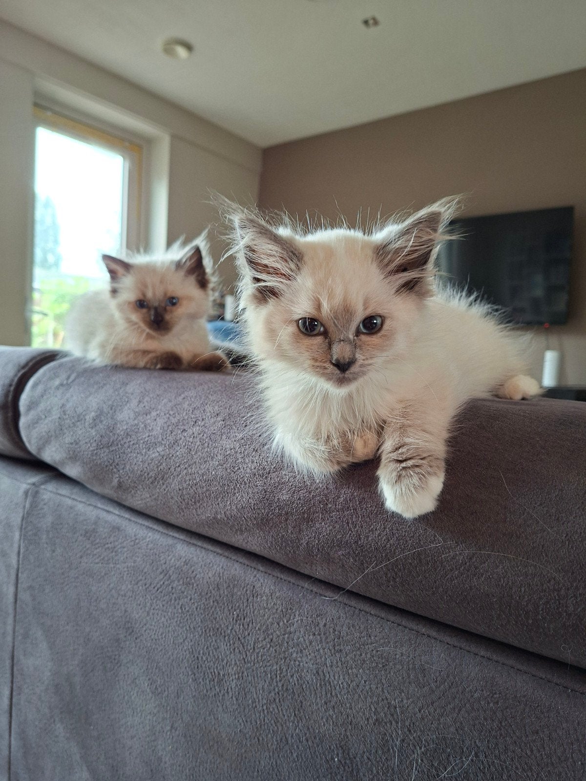 Nog een Ragdoll poesje, Dieren en Toebehoren, Poes, Ontwormd