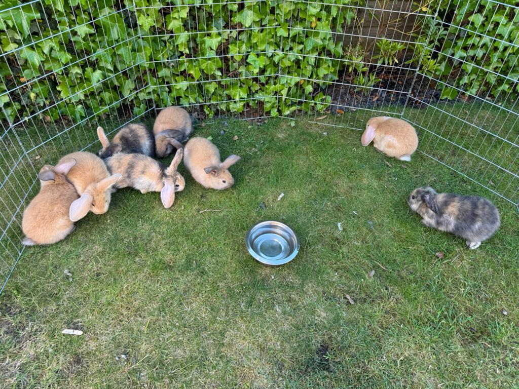 Vlaamse reus X Franse hangoor, Mannelijk, Groot, Hangoor, 0 tot 2 jaar