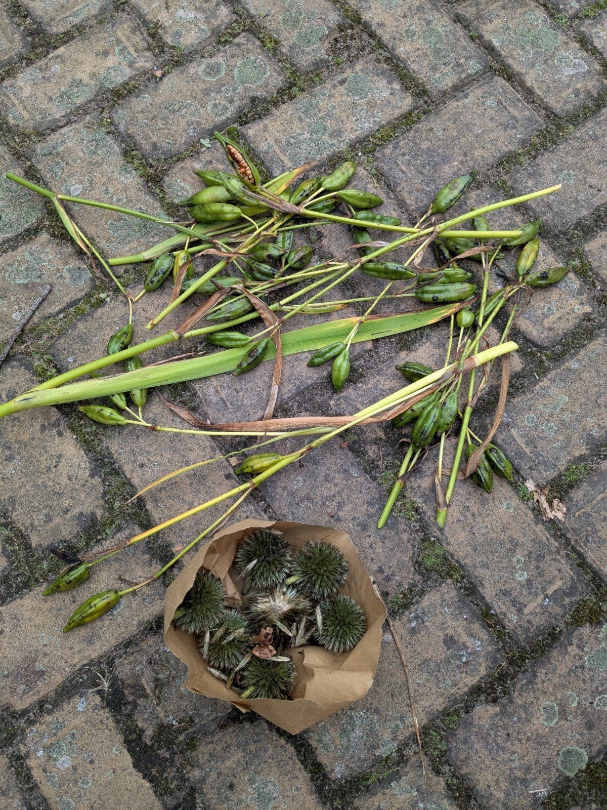 Zaden van Iris en Kogeldistel - Voor een kleurrijke tuin, Ophalen of Verzenden, Voorjaar, Volle zon, Zaad