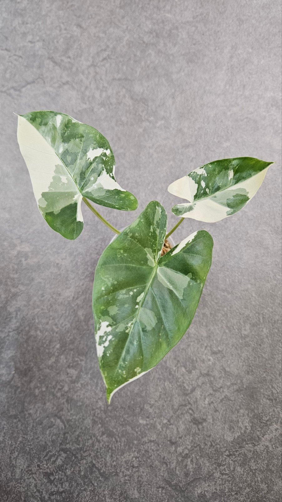 Alocasia macrorrhizos Albo Variegata, Ophalen of Verzenden, Halfschaduw, Minder dan 100 cm