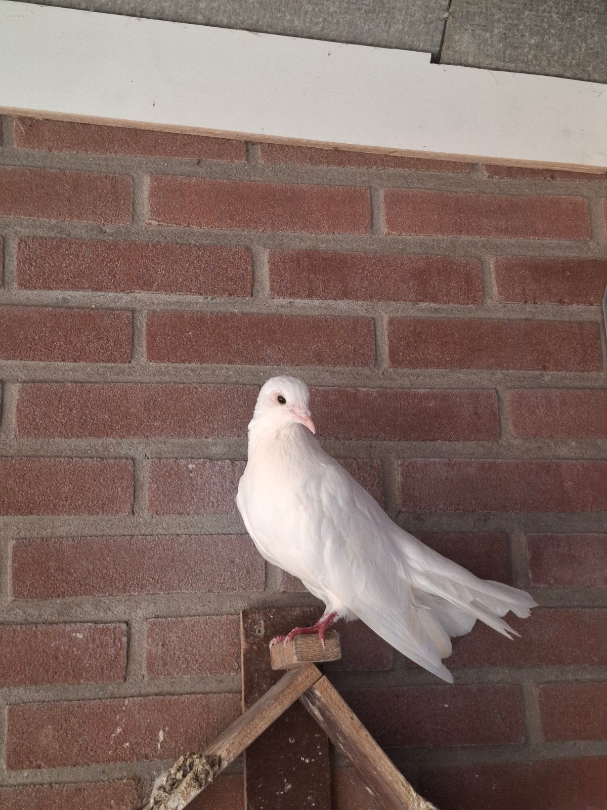 pauwstaart duif, Dieren en Toebehoren, Vrouwelijk, Kropper