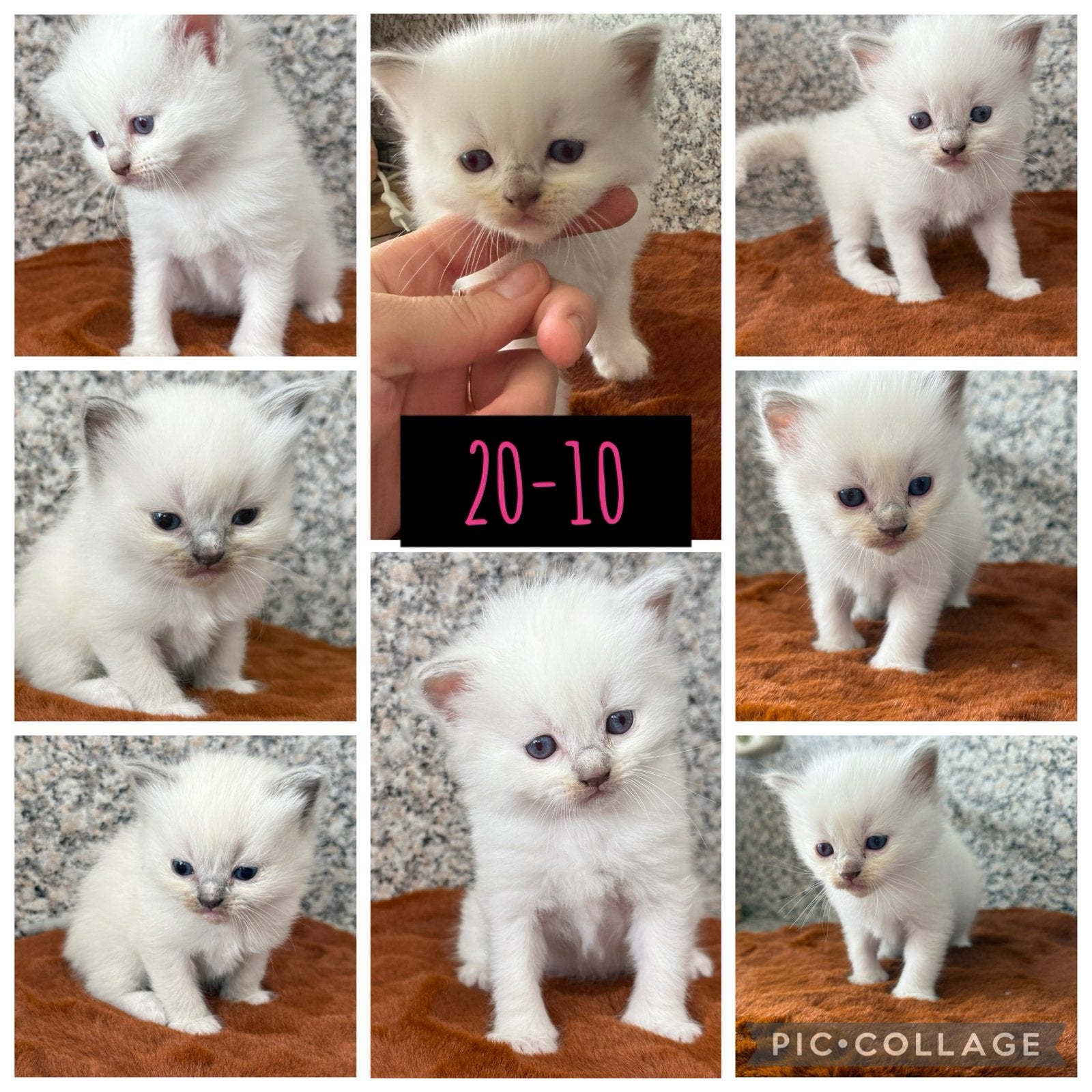 Ragdoll kittens! Kom je kijken? 🐾 December verhuizen🐾 🎄🥰, Meerdere dieren