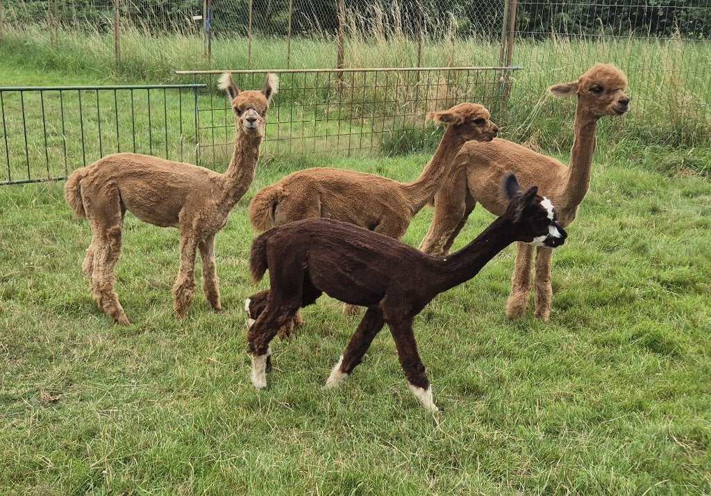 4 Alpaca Merrieveulens te koop, Dieren en Toebehoren, Overige Dieren, Juli, Mannelijk