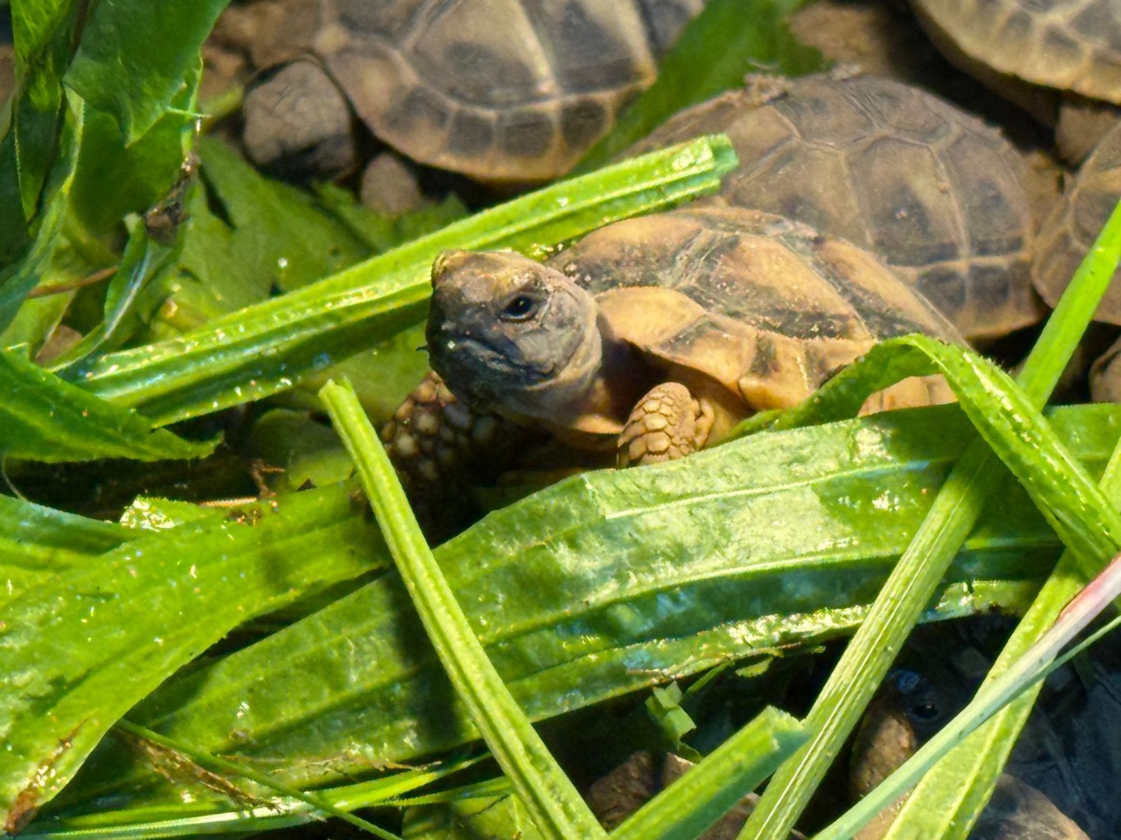 Testudo hermanni boetgerie + testudo marginata, Schildpad, 0 tot 2 jaar