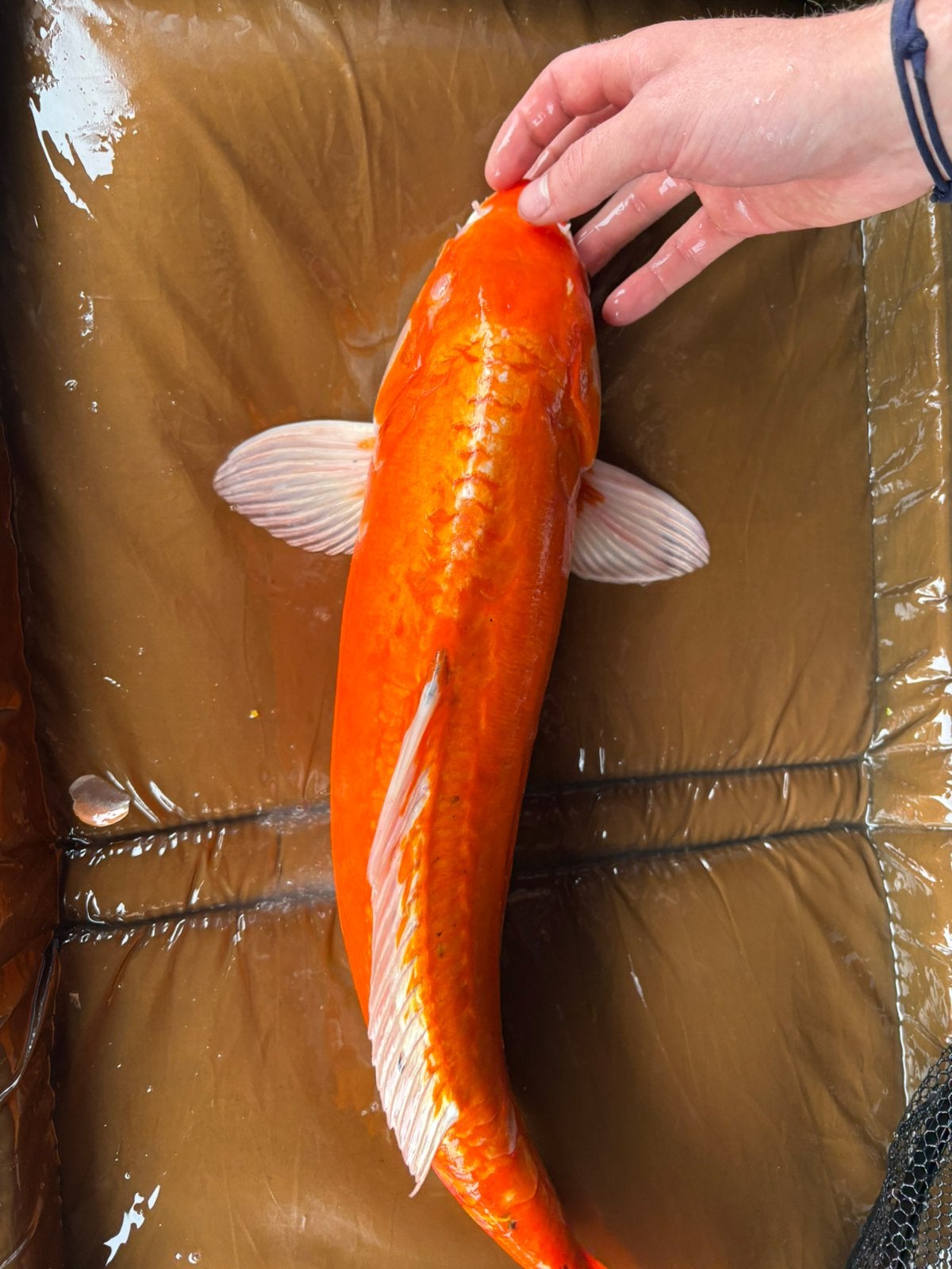 oranje spiegel koi, Dieren en Toebehoren, Vissen | Vijvervissen, Karper of Koi