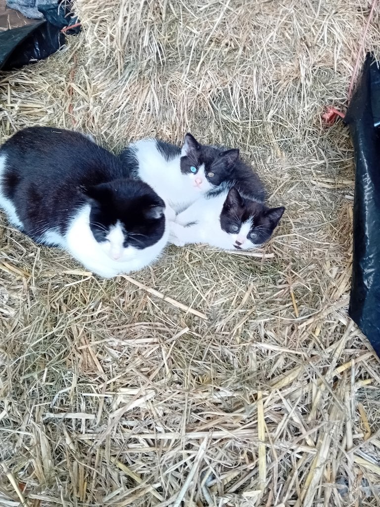2 leuke poesjes te koop., Dieren en Toebehoren, Meerdere dieren, Kortharig, 0 tot 2 jaar