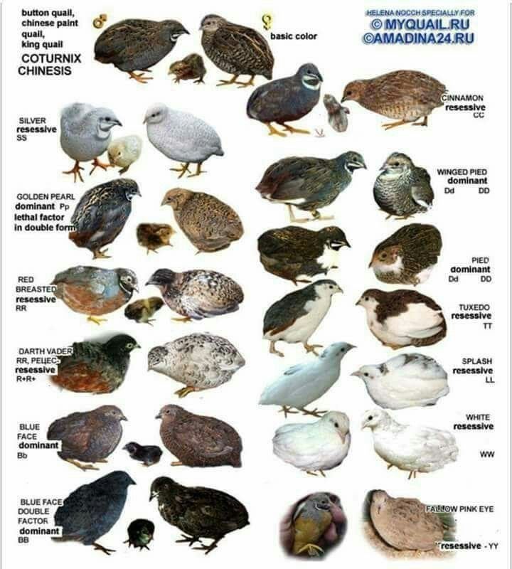 Chinese dwergkwartels, Dieren en Toebehoren, Meerdere dieren, Overige soorten