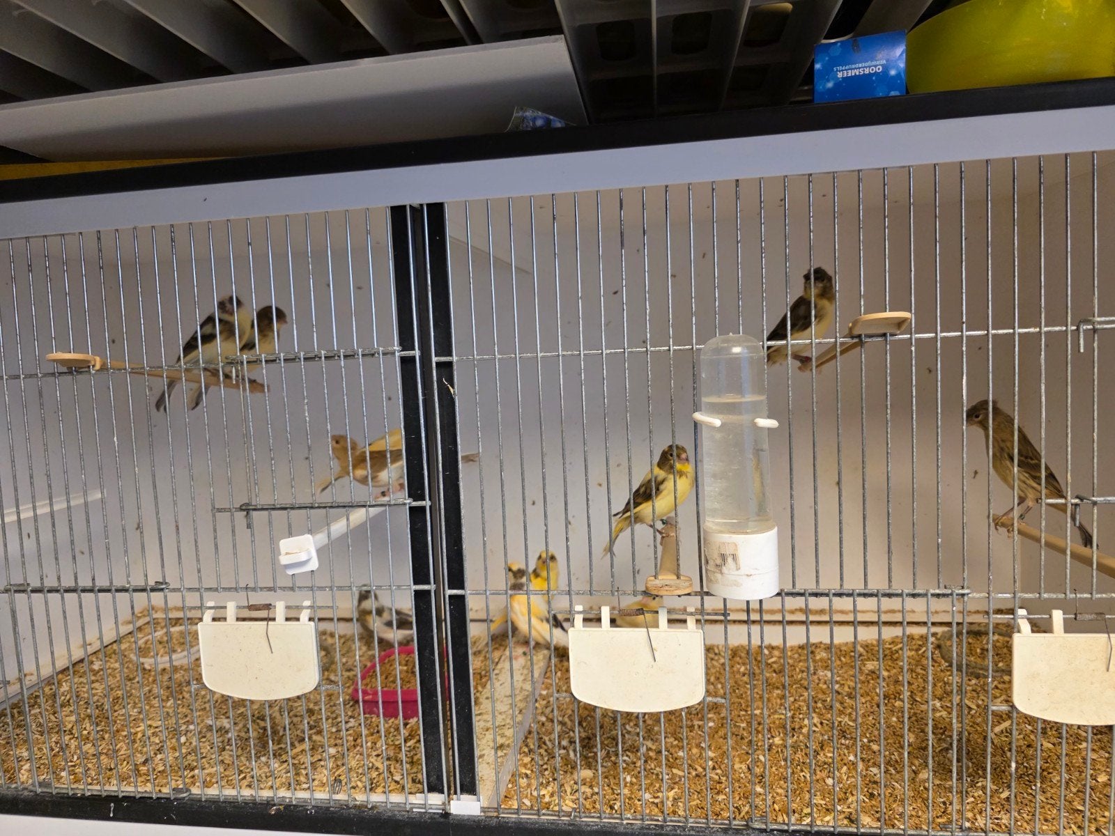 Jonge harlekijn kanaries, Dieren en Toebehoren, Vogels | Kanaries, Meerdere dieren, Kleurkanarie