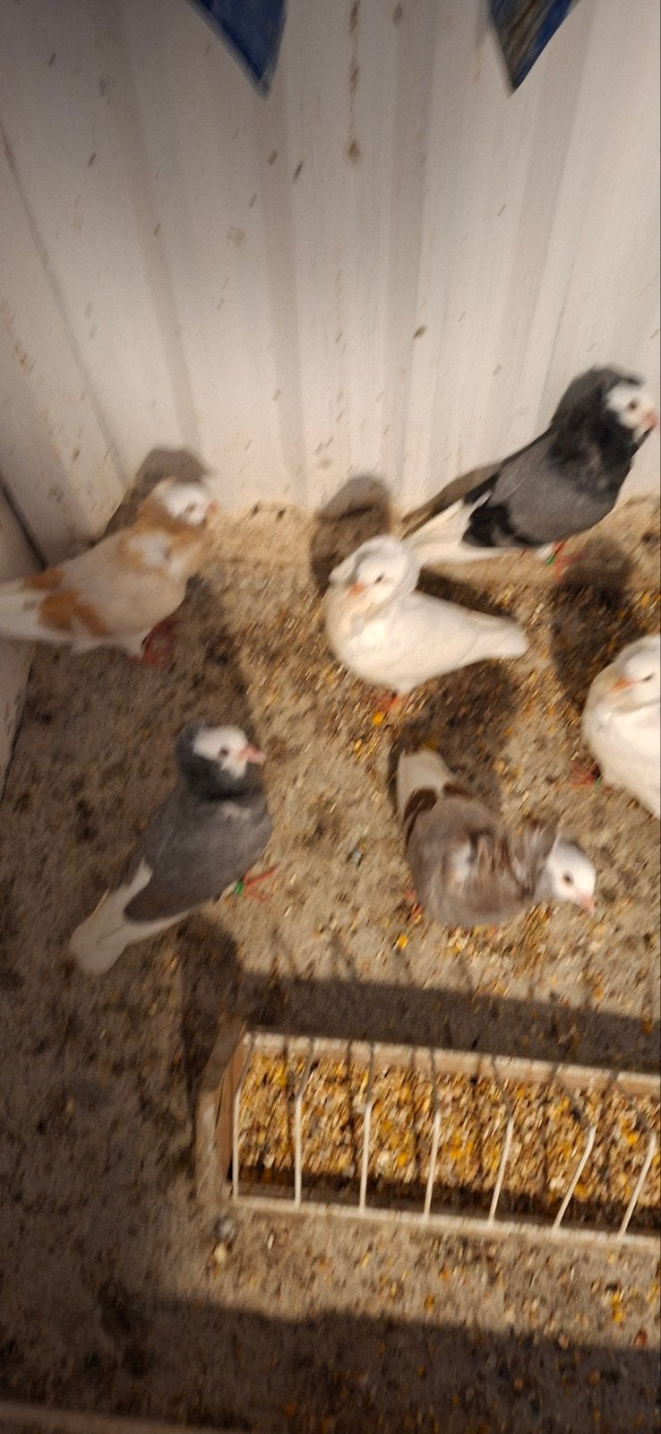 Te koop sierduiven Oudhollands kapucijnen duiven jonge, Dieren en Toebehoren, Vogels | Duiven, Meerdere dieren, Overige soorten