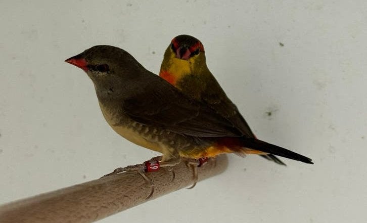 Goudbuikje - Amandava subflava, Dieren en Toebehoren, Vogels | Overige Vogels, Meerdere dieren, Tropenvogel, Geringd