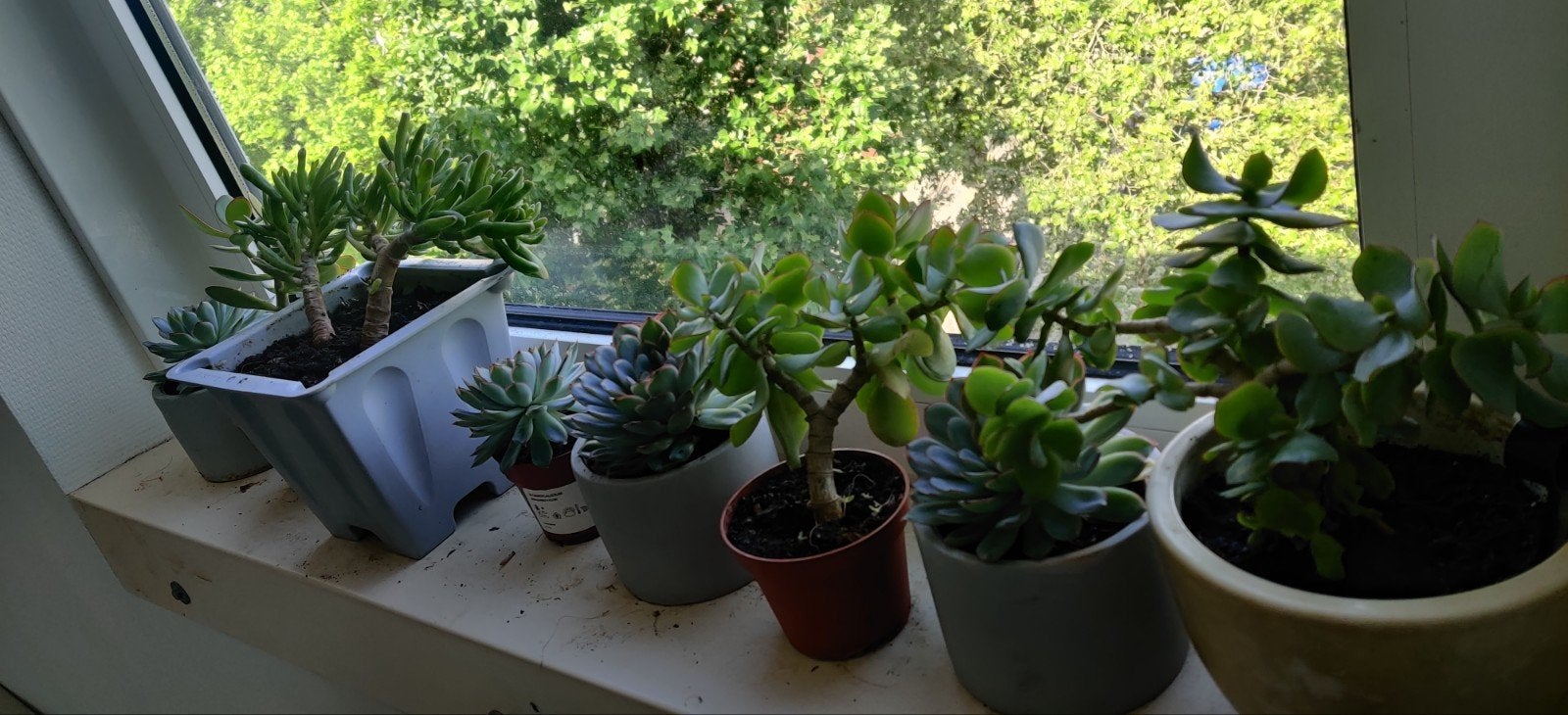 Diverse collectie vetplanten en cactussen, Huis en Inrichting, Kamerplanten, Vetplant, Ophalen of Verzenden, In pot, Minder dan 100 cm