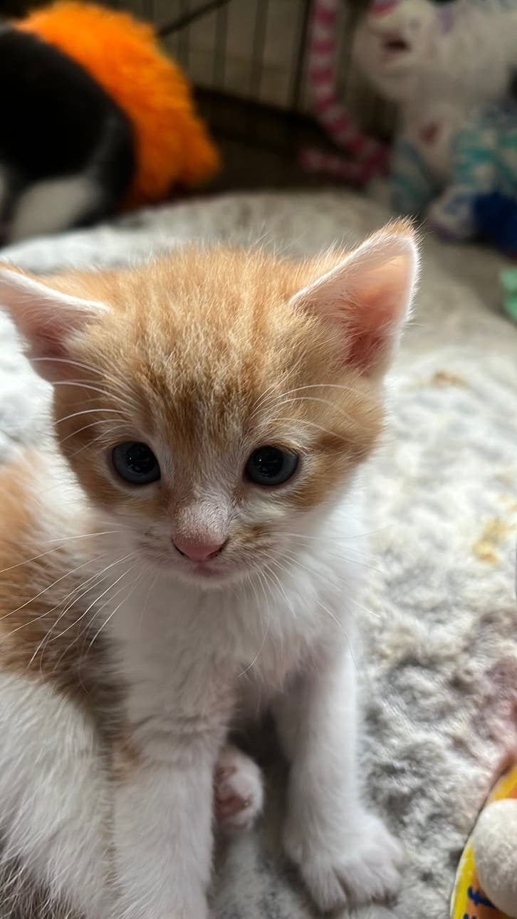 Kittens half brits, Meerdere dieren, Ontwormd, 0 tot 2 jaar