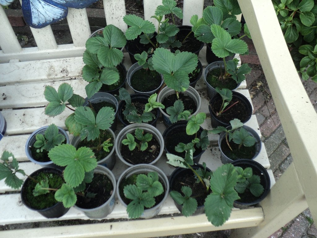 aardbeien, Volle zon, Vaste plant, Ophalen of Verzenden, Zomer