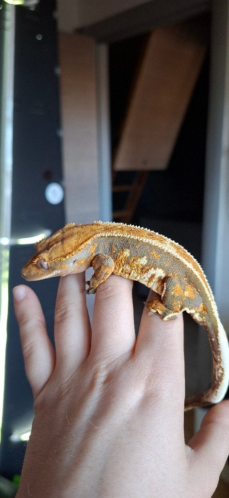 Tricolor Emptyback wimpergekko vrouw Crested Gecko photo 3