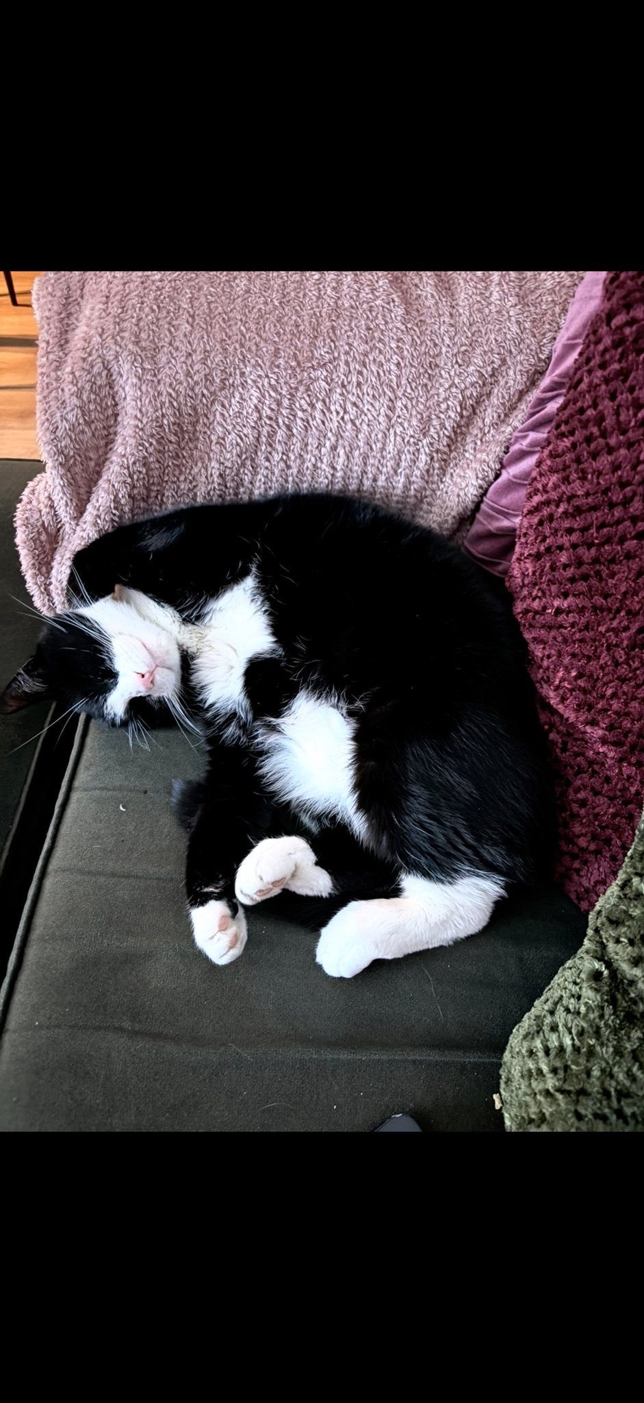 Zwart witte kater, Kater, Kortharig, 6 jaar of ouder