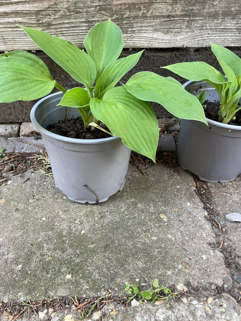 Hosta in pot hartlelie, Vaste plant, Halfschaduw, Zomer, Ophalen