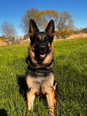 Raszuivere Duitse Herder pups, Dieren en Toebehoren, Honden | Herdershonden en Veedrijvers, Parvo, 8 tot 15 weken, Meerdere, Meerdere dieren