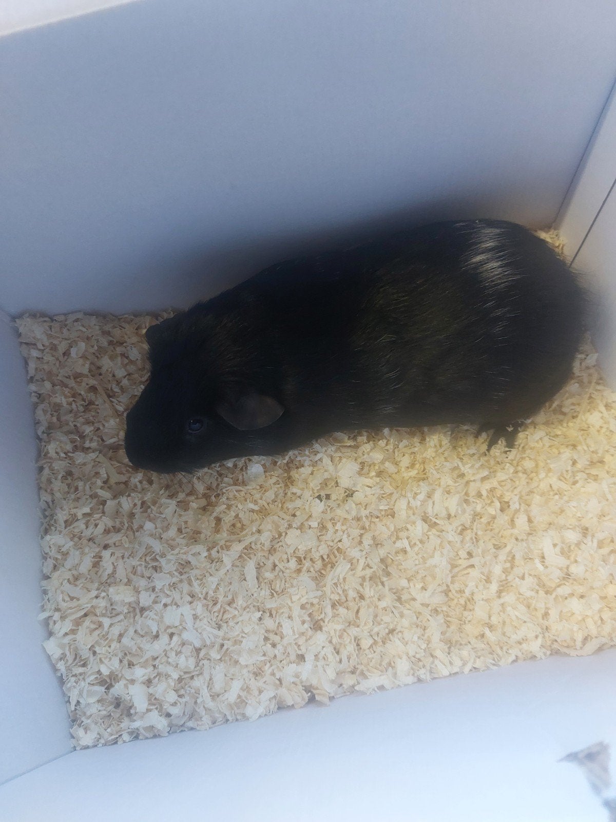 1 zwarte cavia met witte vlekken, Dieren en Toebehoren, Augustus, Mannelijk, Cavia