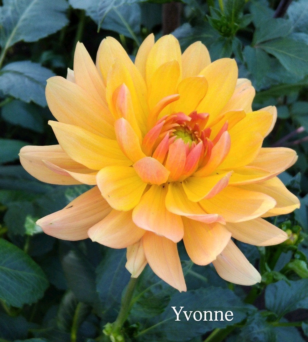 Dahlia Waterlilie knollen ~ Nu beschikbaar!, Ophalen of Verzenden, Overige soorten, Volle zon