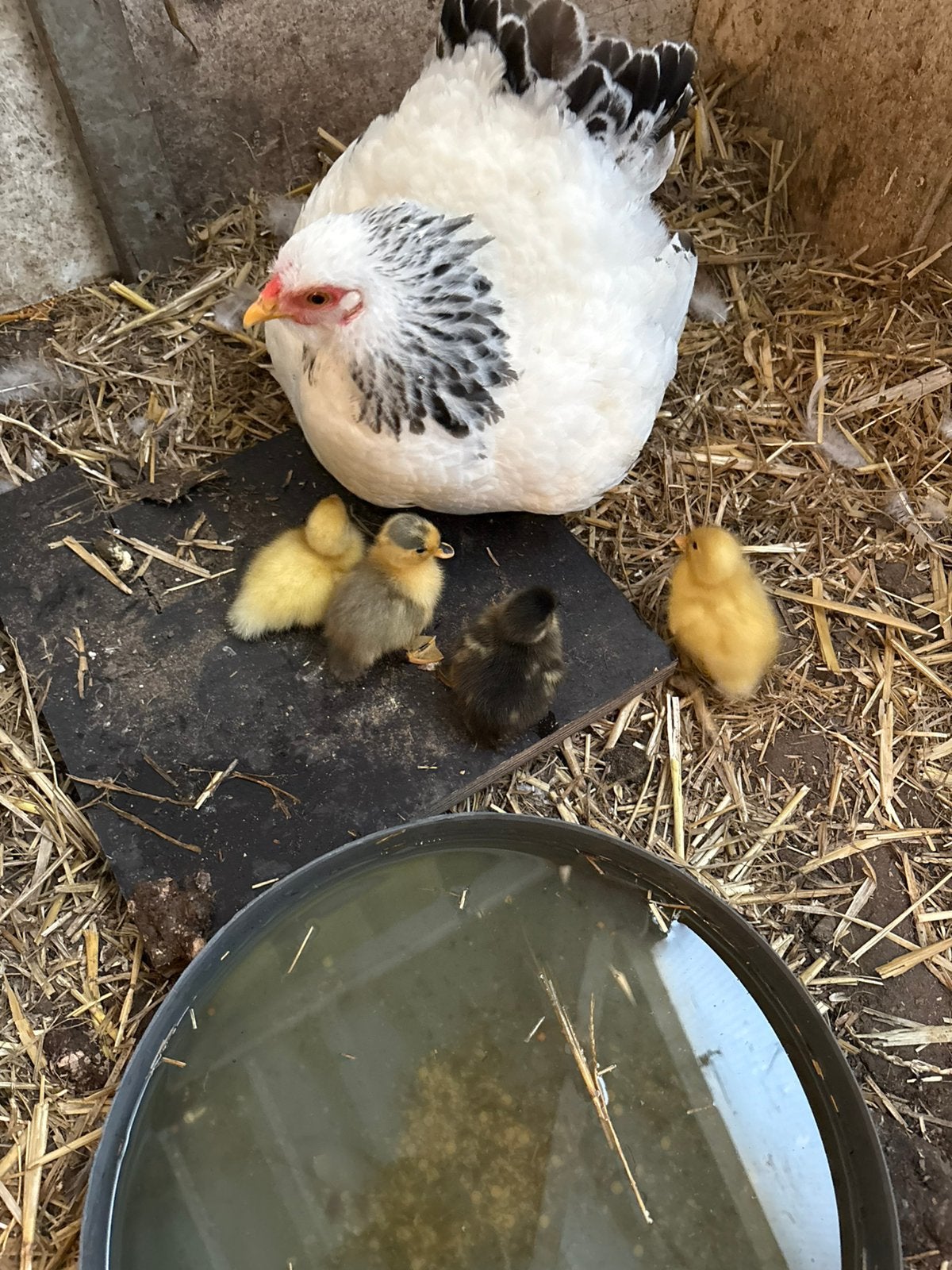 Schattige baby kwakers met korte snavels, Meerdere dieren, Eend