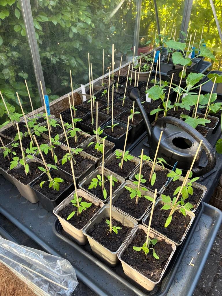 pruimtomaat, peper-, puntpaprika aubergine 1,- ps, Tuin en Terras, Ophalen, Eenjarig, Groenteplanten, Volle zon