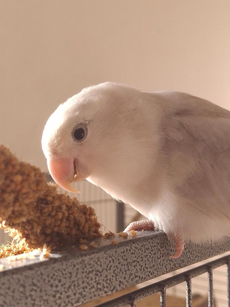 Jonge dwergpapegaai (Agapornis roseicollis) met kooi, Dieren en Toebehoren, Vogels | Parkieten en Papegaaien, Geslacht onbekend