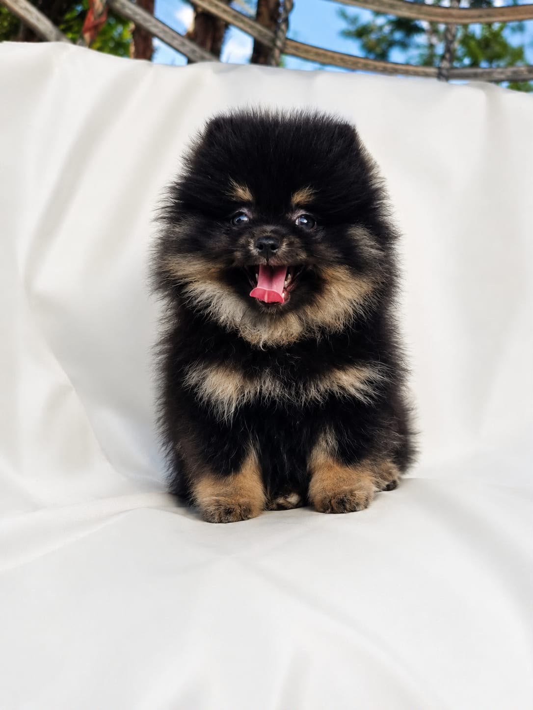 Prachtige mini pomeriaan pups (bear face ), Dieren en Toebehoren, Honden | Poolhonden, Keeshonden en Oertypen, België, Particulier