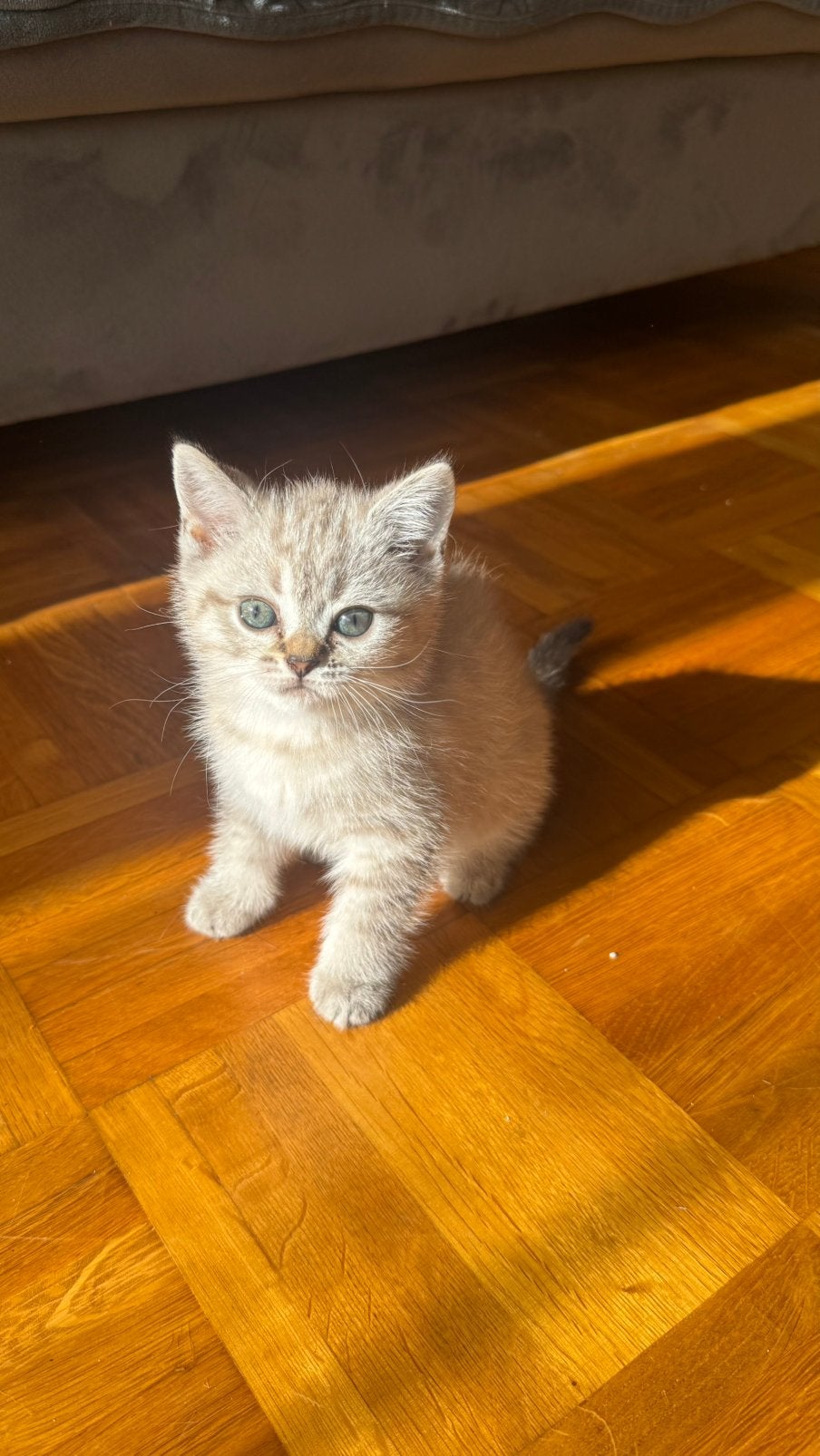 Wij hebben 5 lieve BKH kittens te koop. 1.10, Geslacht onbekend, Ontwormd, 0 tot 2 jaar