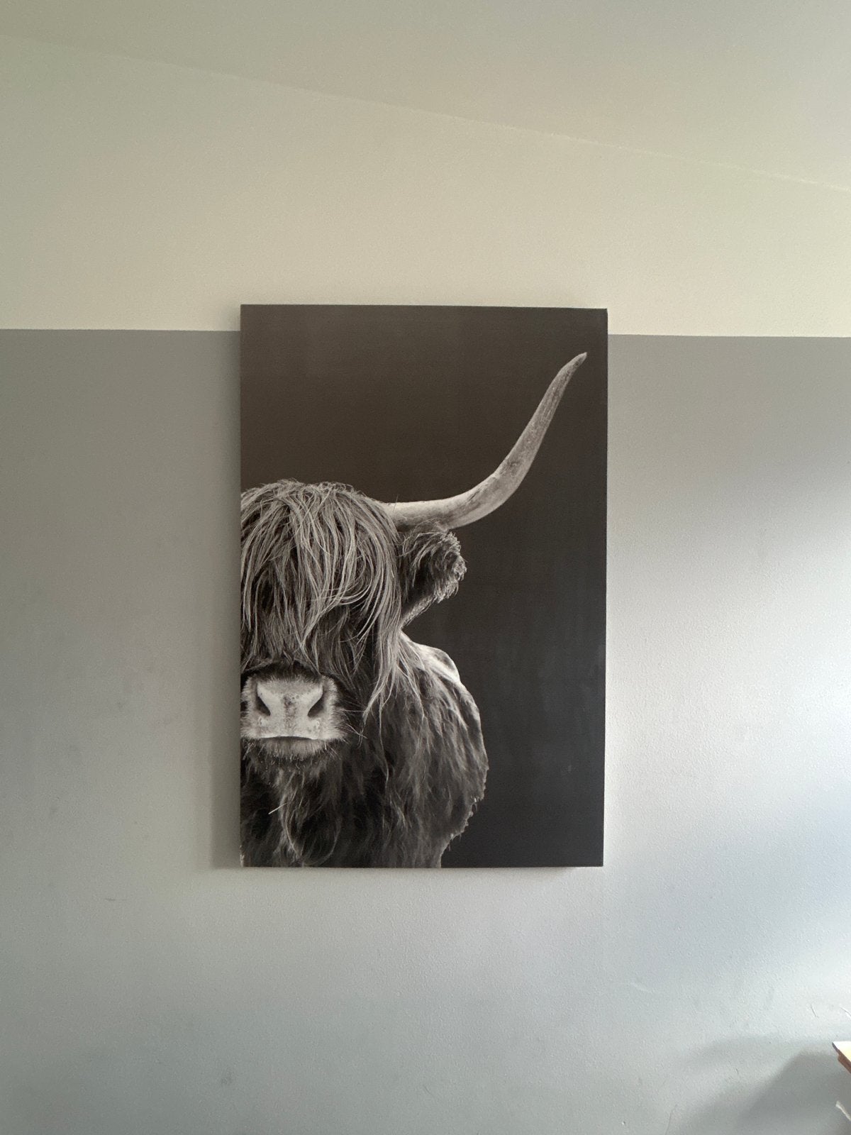 Schilderij Schotse Hooglander 116x76 cm, Ophalen of Verzenden, Zo goed als nieuw, Overige onderwerpen