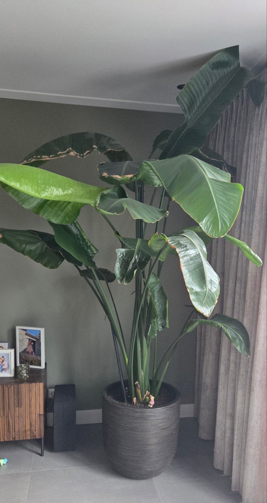 Strelitzia Nicolai - Te groot geworden (2.60m), Huis en Inrichting, Groene kamerplant, Ophalen, Halfschaduw, 200 cm of meer