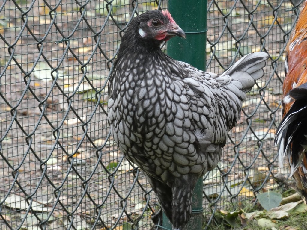 jonge legkippen leghorns en andalusiers, Dieren en Toebehoren, Meerdere dieren, Kip