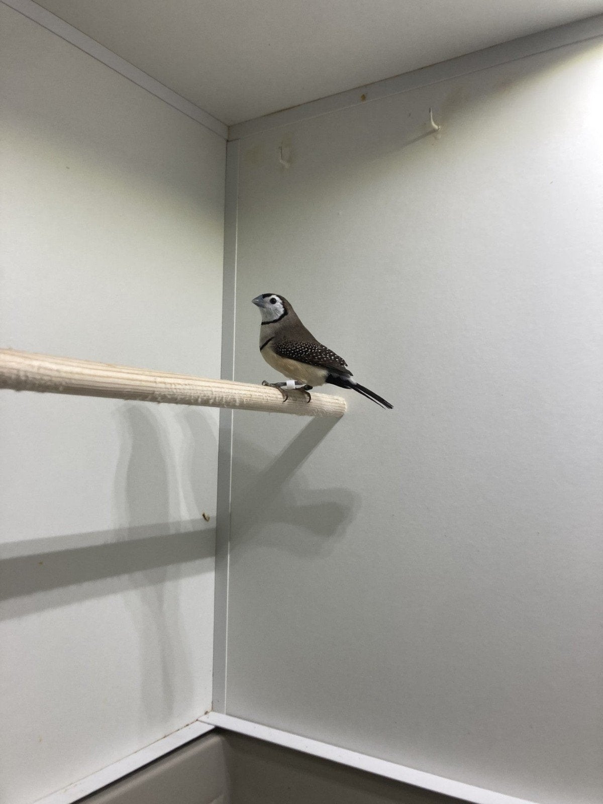 Bichenow zwartstuit, Dieren en Toebehoren, Meerdere dieren, Tropenvogel